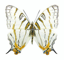 Używany, Unmounted Butterfly/Nymphalidae - Cyrestis camillus elegans, male, A2 na sprzedaż  PL