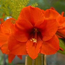 Amaryllis orange souvereign for sale  CANTERBURY