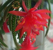 Bouture cutting aporocactus d'occasion  Metz-