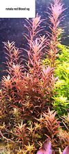 Rotala blood red d'occasion  Crécy-la-Chapelle