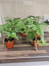 Rare davallia tyermannii for sale  LONDON