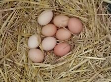 Uova fertili galline usato  Ariano Irpino