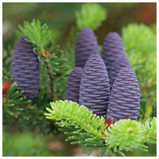 Korean fir tree for sale  Shipping to Ireland