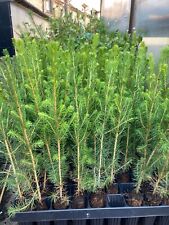 Norway spruce trees for sale  FRASERBURGH
