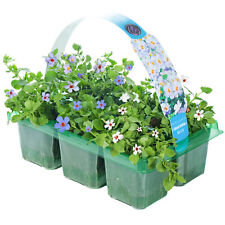 Bacopa blue hanging for sale  UK