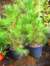 4ft 4.5ft evergreen for sale  OXFORD
