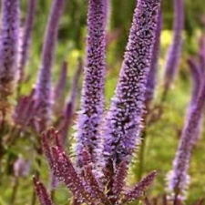 Veronicastrum red arrows for sale  UK