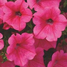 Petunia surfinia hot for sale  Shipping to Ireland