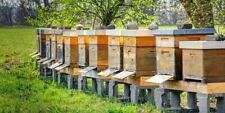 arnie apicoltura usato  Tufillo