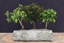 Bonsai tree live for sale  Patchogue