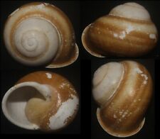 Tonyshells Landsnail Calocochlia Zonifera VERY LARGE 42mm F+++, superb pattern for sale  Shipping to South Africa