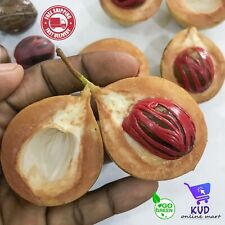 10 NUTMEG TREE Seeds Myristica Fragrans Pala MACE Fruit Nut Pumpkin Pie Spice for sale  Shipping to South Africa