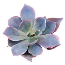 Echeveria afterglow purple for sale  Lake Forest