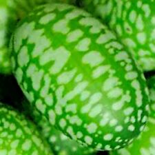 Cucamelon seeds mouse for sale  Greenville