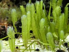 Live saltwater caulerpa for sale  Minneapolis