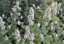 500 seeds catnip for sale  Castle Rock