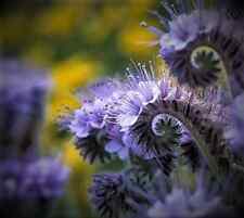 Lacy phacelia flower for sale  New Hill