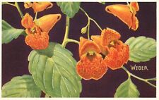 Hermosa y colorida flor postal manchada Touch-Me-Not (Impatiens Biflora), usado segunda mano  Embacar hacia Argentina