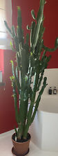 Dekorativer großer kaktus gebraucht kaufen  Gingen