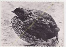 Rppc photo oiseau d'occasion  Amboise