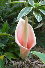 Amorphophallus bulbifer see for sale  HIGH WYCOMBE