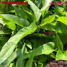 Thai water spinach for sale  Ontario