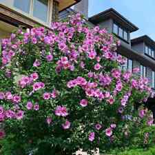 5er hibiscus syriacus gebraucht kaufen  Fredersdorf-Vogelsdorf
