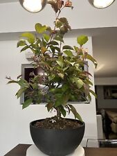 bonsai ciliegio usato  San Severo