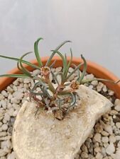 Euphorbia trichadenia succulen usato  Floridia