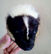 Cute taxidermy skunk for sale  San Diego
