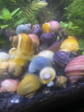 Mystery snail clutch for sale  Shipping to Ireland