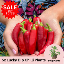 Sale mixed chilli for sale  BEDFORD