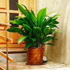 Aspidistra elatior pot for sale  SOUTHAMPTON