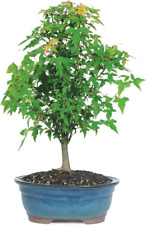 Live trident maple for sale  Anaheim