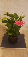Christmas cactus thanksgiving for sale  Chesaning