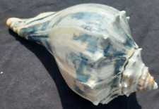 Large knobbed whelk for sale  Virginia Beach