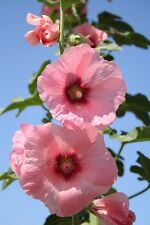 Graines fleurs rose d'occasion  Clermont-Ferrand-