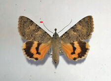Noctuidae CATOCALA PUERPERA****female Nr. 1*****HUNGARIA, used for sale  Shipping to South Africa