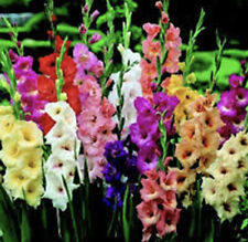 Gladiolus bulbs mixed for sale  Delaware