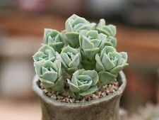 Graptoveria lovely rose d'occasion  Cagnes-sur-Mer
