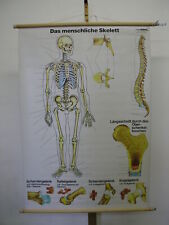 Menschliche skelett schädel gebraucht kaufen  Sielow