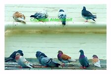 Feral pigeons share for sale  NEWPORT