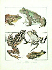 Vintage 1906 frogs d'occasion  Expédié en Belgium