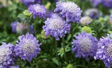 Scabiosa dwarf blue for sale  Shipping to Ireland