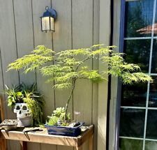 Japanese maple bonsai for sale  Brentwood