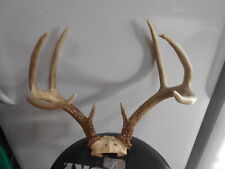 Wide 4x4 whitetail for sale  Florence