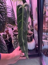 Anthurium warocqueanum queen for sale  Sausalito