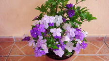 Brunfelsia plant rooty for sale  Shipping to Ireland