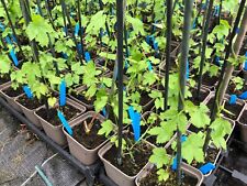 Hop plants pots for sale  MALPAS