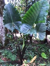 Black Colocasia gigantea elephant ear 1 Fresh root for growing FrutaTropical for sale  Shipping to South Africa